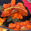 Floral fabric with orange flowers and a gold zipper on a black background